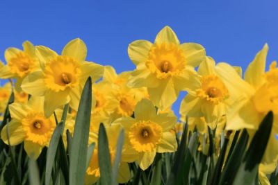 Uitnodiging voor een Lente-Inspiratiewandeling
