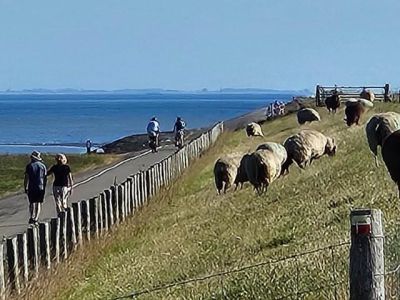 Sluit jij je aan bij de Nationale Wandeluitdaging op Texel?