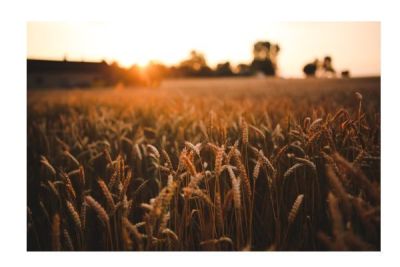 Film over gezond en lokaal voedsel in De Toegift